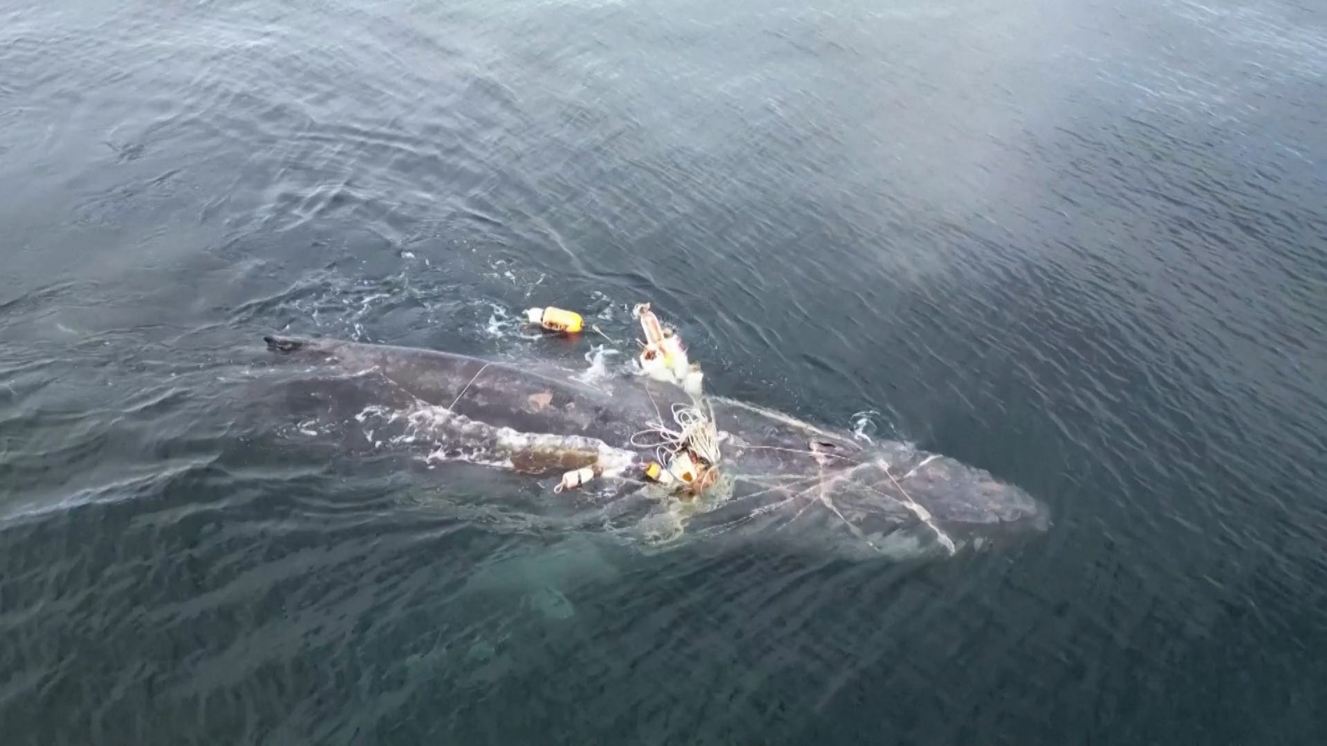 A humpback whale was freed from over 50 ropes and fishing gear in a four-day rescue off the western Canadian coast. Experts say such entanglements are on the rise.